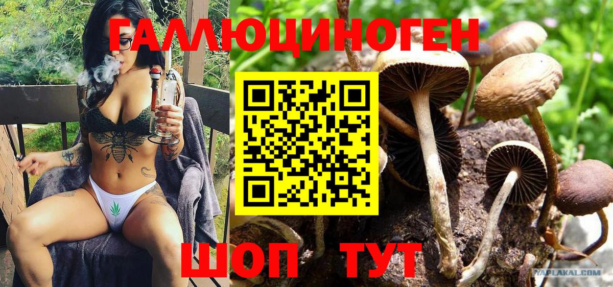 Галлюциногенные грибы Psilocybine cubensis Чебоксары